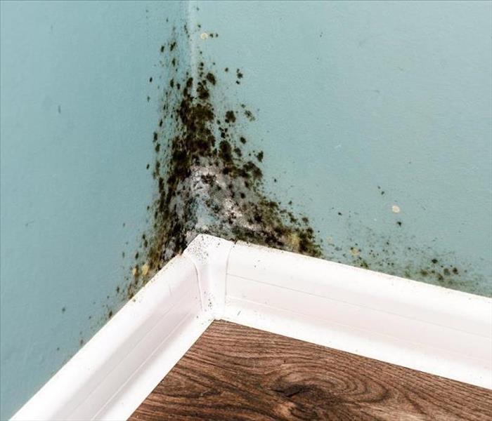 black mold in the bottom corner of a room 